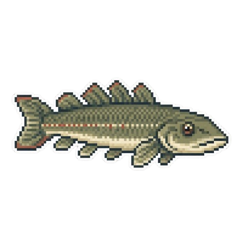 Bichir