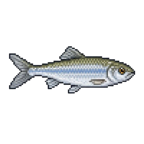 Brookscale Minnow