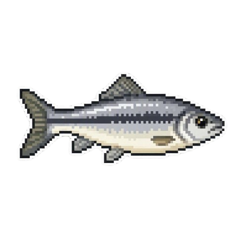 Creek Chub
