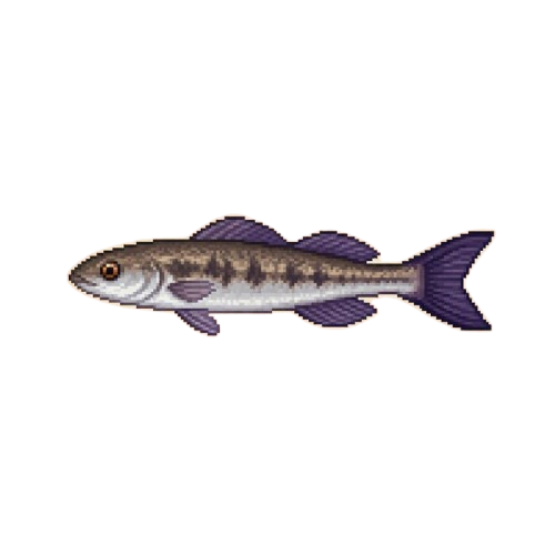 Dusktail Darter