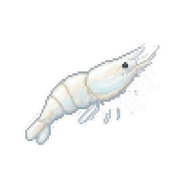 Ghost Shrimp