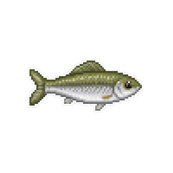 Pond Minnow