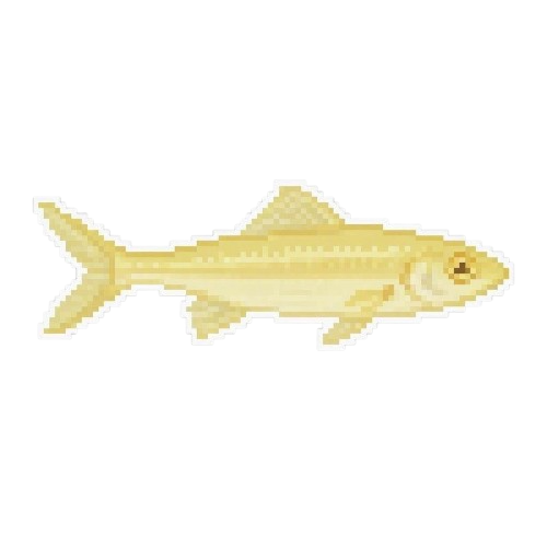 Sand Darter