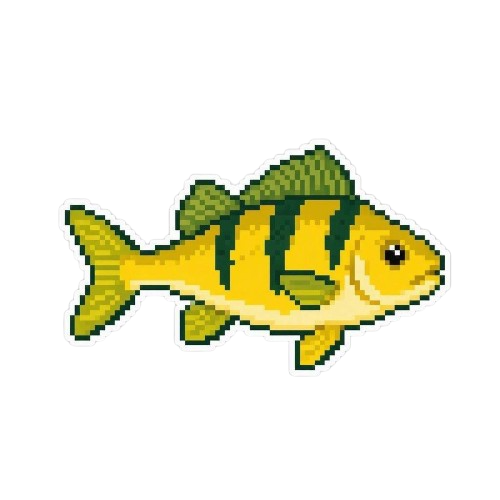 Yellow Perch