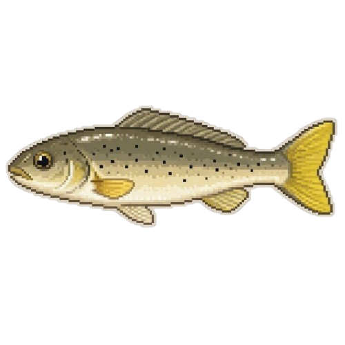 Yellowtail Gudgeon